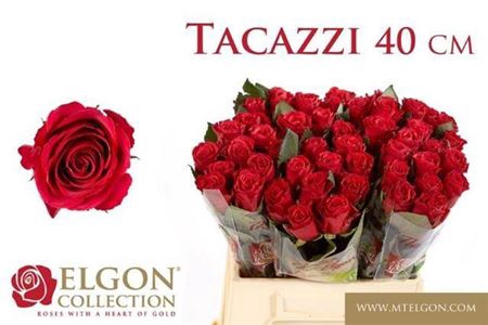 <h4>Rosa grootbloemig Tacazzi+</h4>