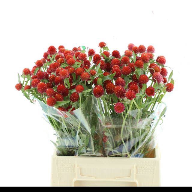 <h4>GOMPH GL STRAWBERRY</h4>