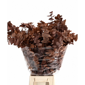 Euc. Stuart Preserved Chocolate