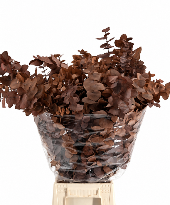 <h4>Euc. Stuart Preserved Chocolate</h4>