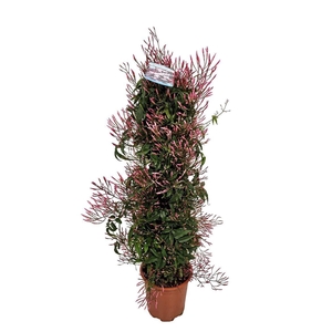 Jasminum Polyanthum Pyramid - 1154