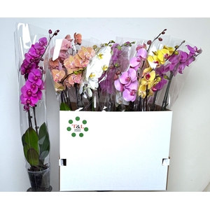 PHAL GEM 7 KL
