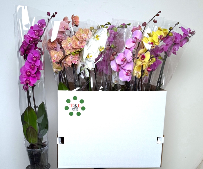 <h4>PHAL GEM 7 KL</h4>