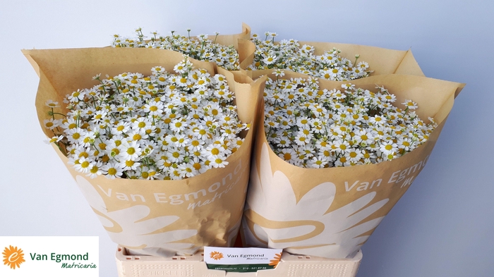 <h4>TANA PA CAMERON</h4>