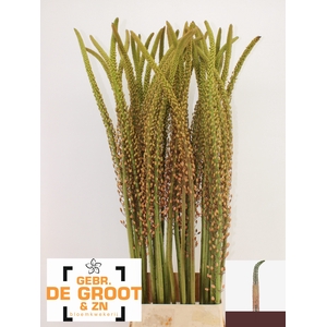 EREMURUS ROMANCE