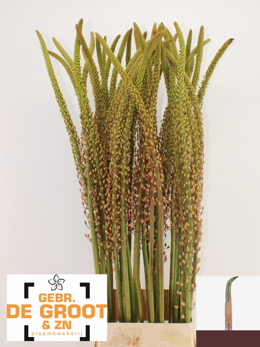<h4>EREMURUS ROMANCE</h4>