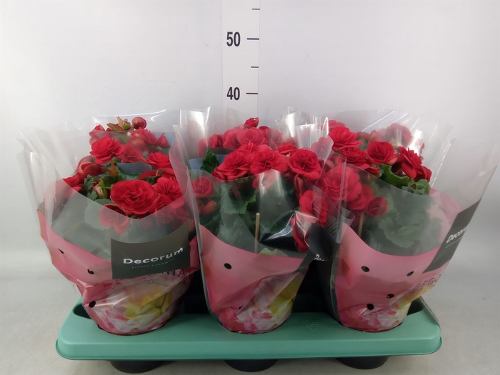 <h4>Begonia elat. DU 'Baladin'</h4>
