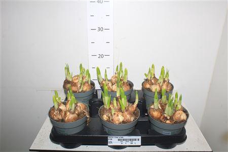 <h4>Narcis C Tete A Tete</h4>