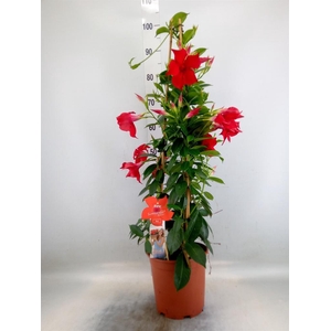 Mandevilla sand. 'SumStar Red'