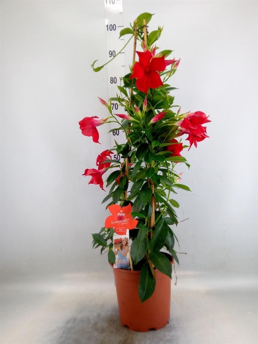 <h4>Mandevilla sand. 'SumStar Red'</h4>