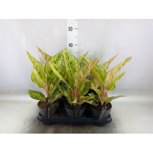 Aglaonema   ...