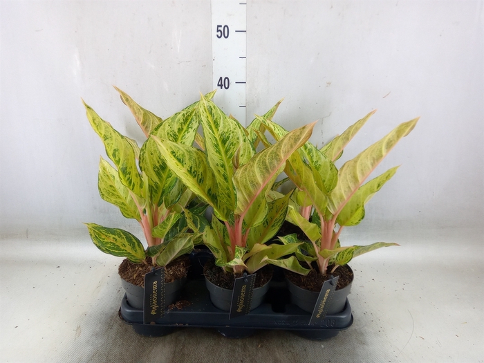 <h4>Aglaonema   ...</h4>