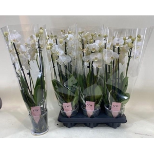 PHAL AN INVERNESS