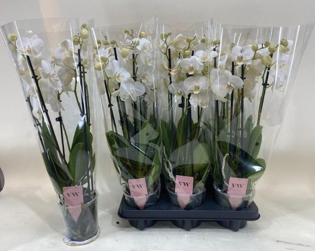 PHAL AN INVERNESS