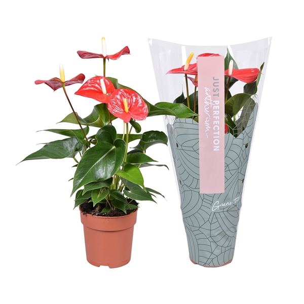 Anthurium Everio ''Just perfection®'' (XL-Flowers)