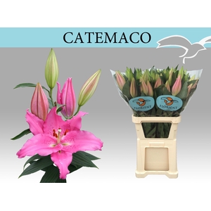Lilium OR Catemaco