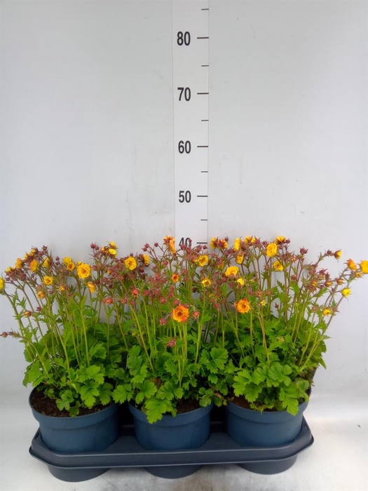 <h4>Geum chiloense</h4>