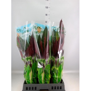 Stromanthe sanguin. 'Stripestar'