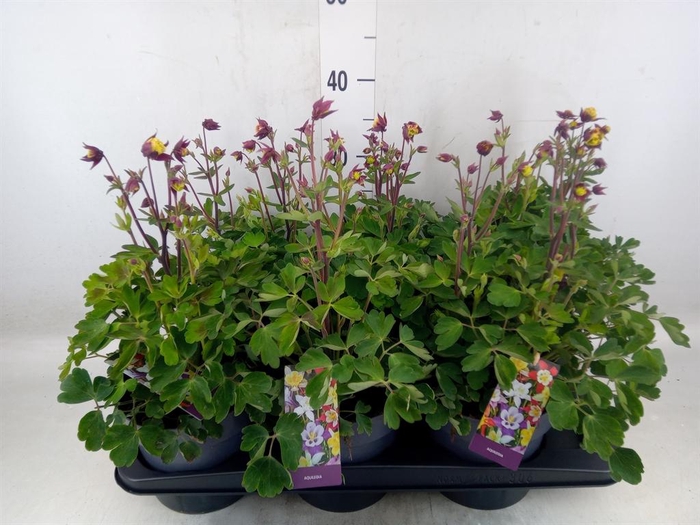 <h4>Aquilegia caerulea</h4>