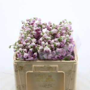 Delphinium Lady