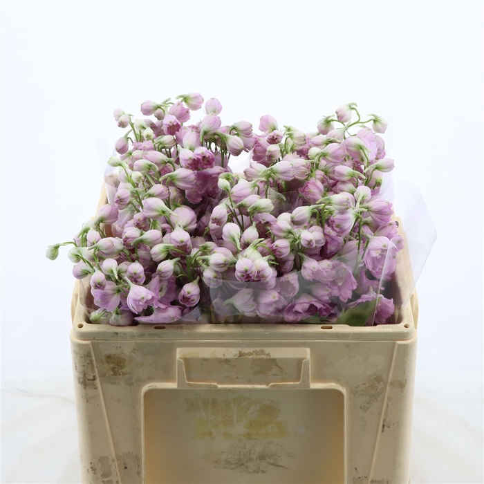 <h4>Delphinium Lady</h4>