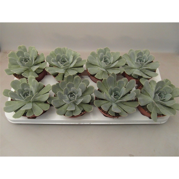 <h4>Echeveria Minima</h4>