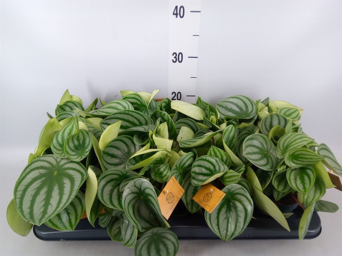 <h4>Peperomia argyreia</h4>