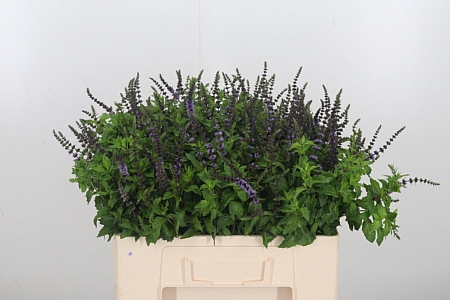 <h4>Mentha Purple Sensation</h4>