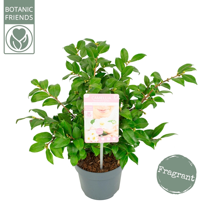 <h4>Camellia ja.'Winter Perfume Pearl'® Premium</h4>