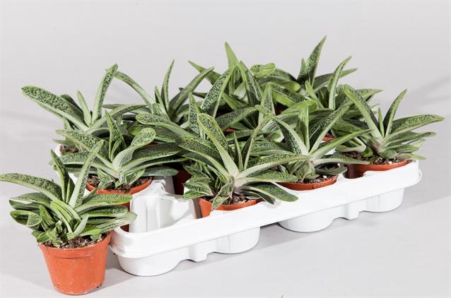 Gasteria Little Worthy 8Ø 17cm