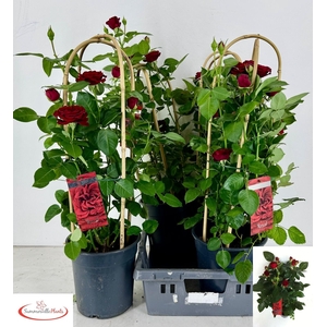 ROSA FL GRAND SELECT