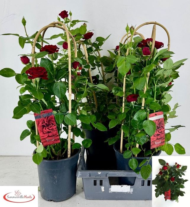 <h4>ROSA FL GRAND SELECT</h4>