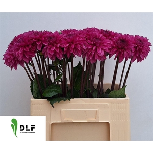 Dahlia Dec Cartouche
