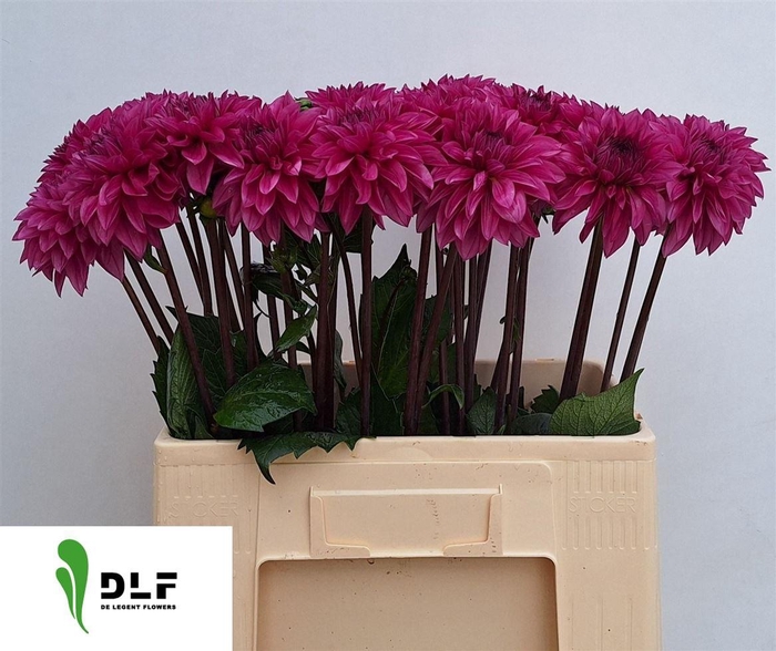 <h4>Dahlia Dec Cartouche</h4>