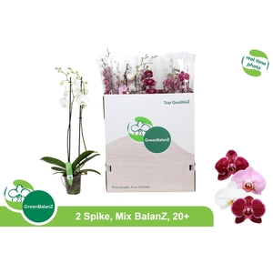 PHAL GEM