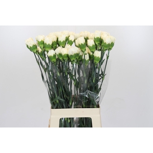 Dianthus St Rodas Creme