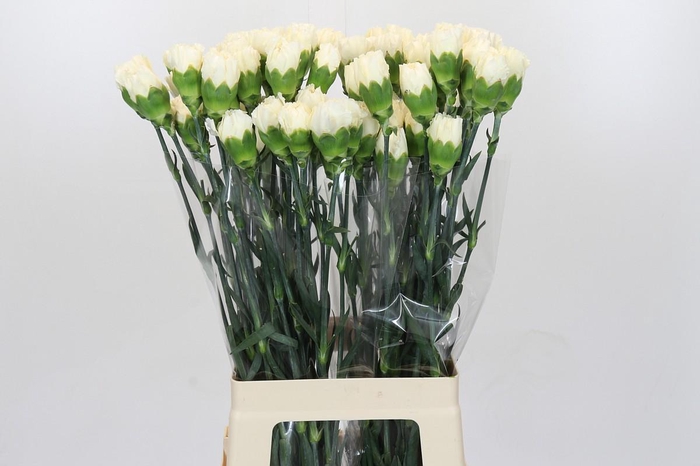 <h4>Dianthus St Rodas Creme</h4>