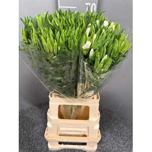 Godetia White