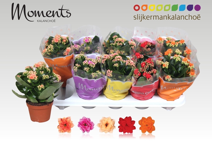 <h4>KAL GE GEM 5 KL</h4>