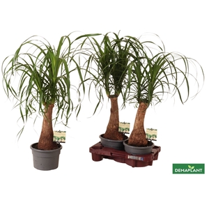 BEAUCARNEA RECUR