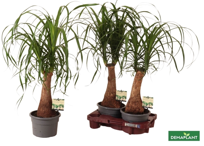 <h4>BEAUCARNEA RECUR</h4>