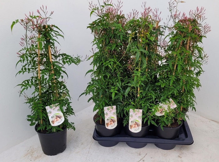 <h4>JASM POLYANTHUM RZ</h4>