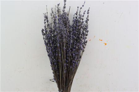 <h4>Pres Lavendel Light Blue Bunch Slv</h4>