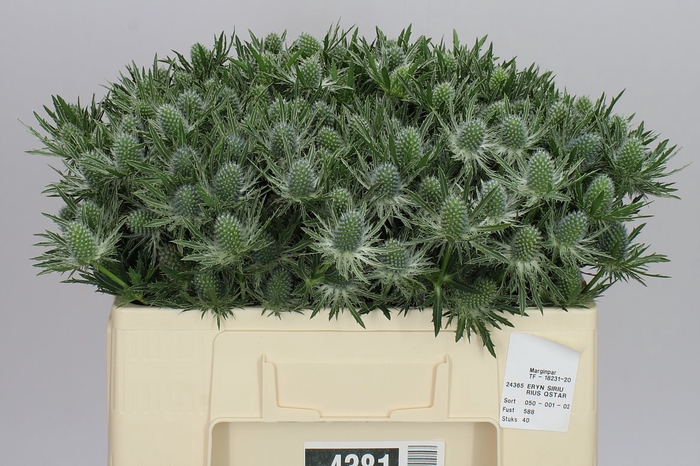 <h4>Eryngium Sirius</h4>