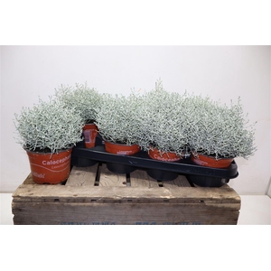 arr8 Leucoph Brownii