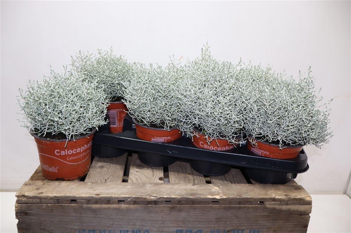 <h4>arr8 Leucoph Brownii</h4>