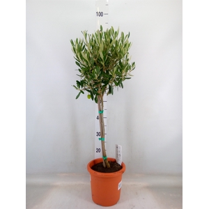 Olea europaea
