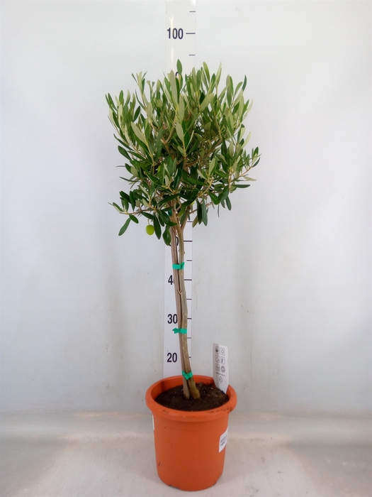 <h4>Olea europaea</h4>