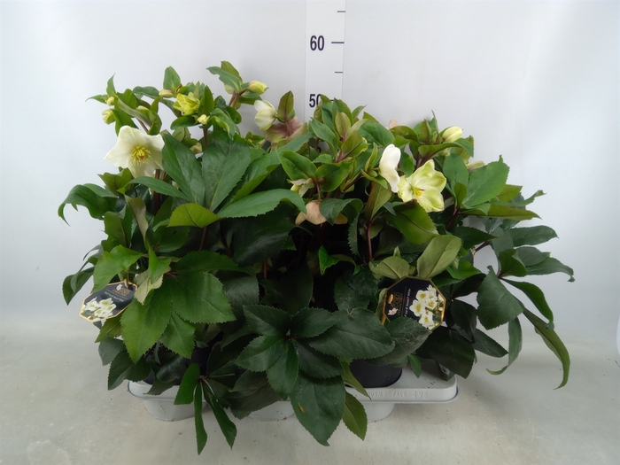 <h4>Helleborus  'Ice N Roses White'</h4>