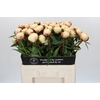 Paeonia Ann Cousins
